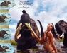 calendario pirelli 2009 3.jpg